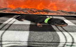 Miniature Dachshund dogs for sale: Stunning litter of miniature dachshund puppies  - Advert 7