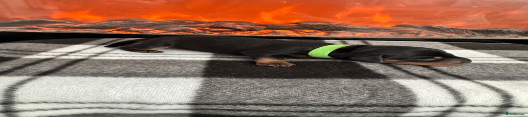 Miniature Dachshund Puppy 2