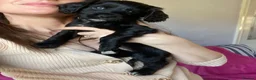 Cockapoo dogs for sale: F1b Beautiful Cockapoo puppies  - Advert 23