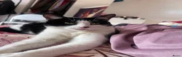 British Shorthair cats for sale: Two adult cats looking for a new home!  - Advert 11