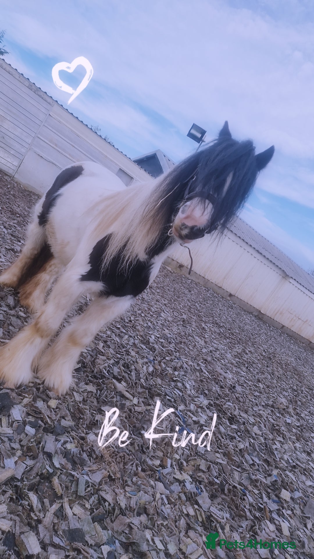 Other Breed horses for sale: Families dream horse  - Image 3