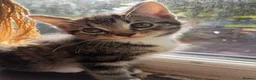 Mixed Breed cats for sale: 🐾 Beautiful Tabby Kittens ready to go ❤️ - Advert 6