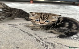 Scottish Fold cats for sale: Scottish straight kittens for sale  - Image 3