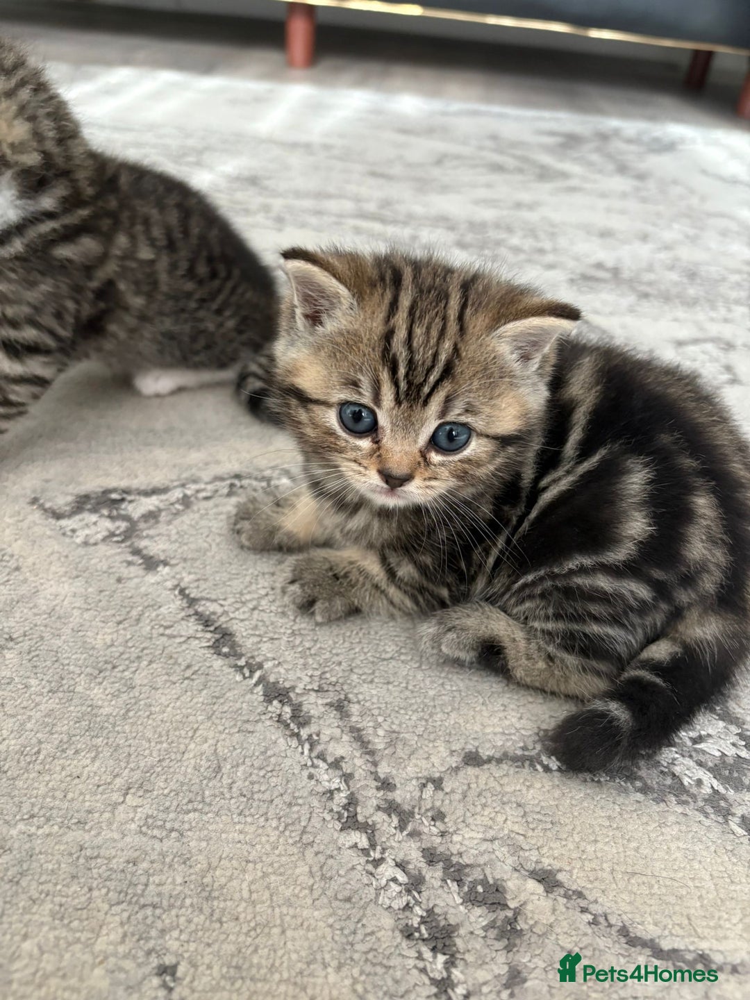 Scottish Fold cats for sale: Scottish straight kittens for sale  - Image 3