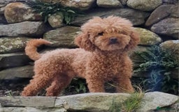 Cockapoo dogs for sale: F1B miniature/toy Cockapoos - Image 4