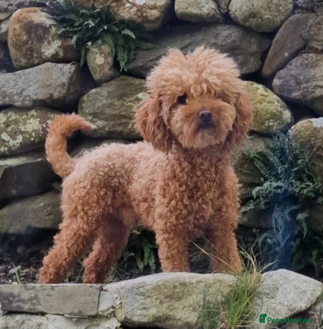 Cockapoo dogs for sale: F1B miniature/toy Cockapoos - Image 4