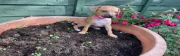 Italian Greyhound dogs for sale: Royal kennel club registered  - Advert 39