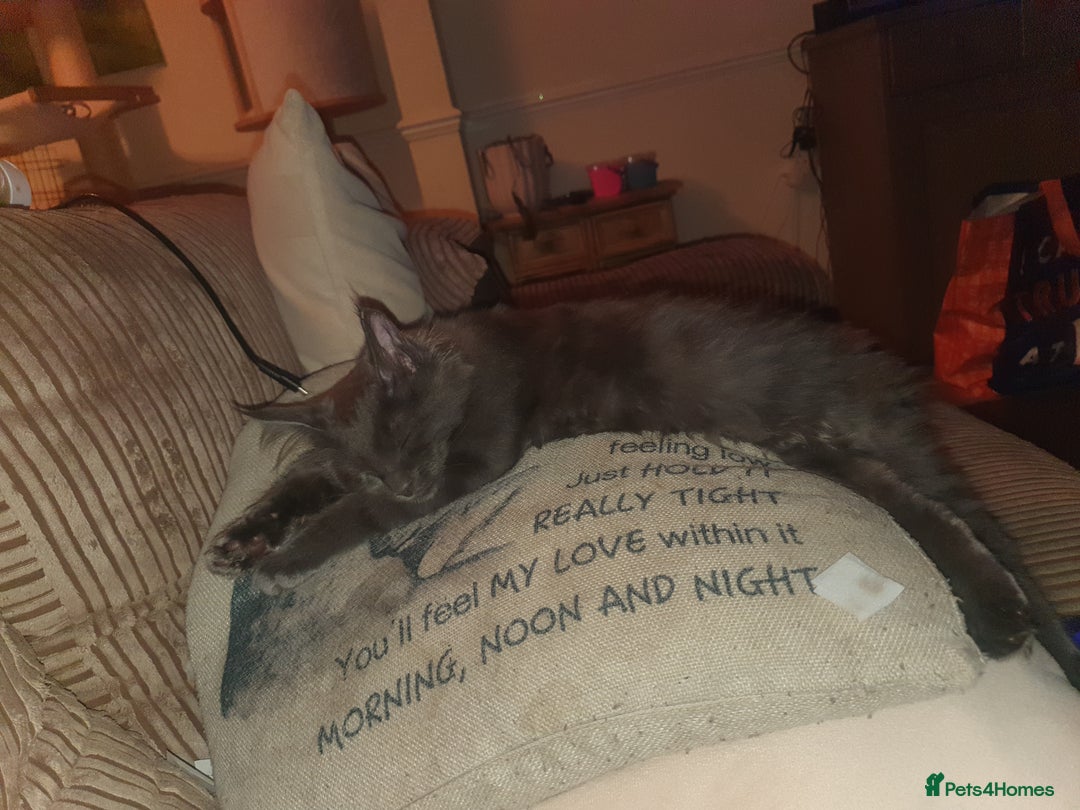 Maine Coon cats for sale: Blue manie coon - Image 5
