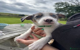 Border Collie dogs for sale: Ready to go! Beautiful Border Collie pup in Haverfordwest - Image 8