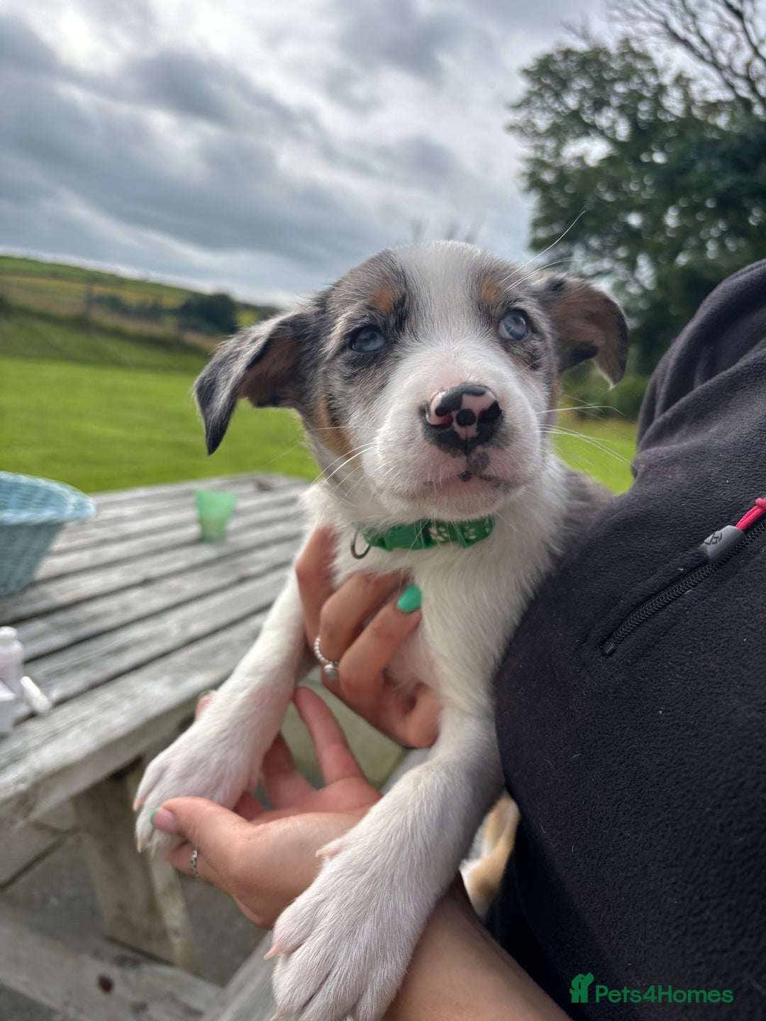 Border Collie dogs for sale: Ready to go! Beautiful Border Collie pup in Haverfordwest - Image 8