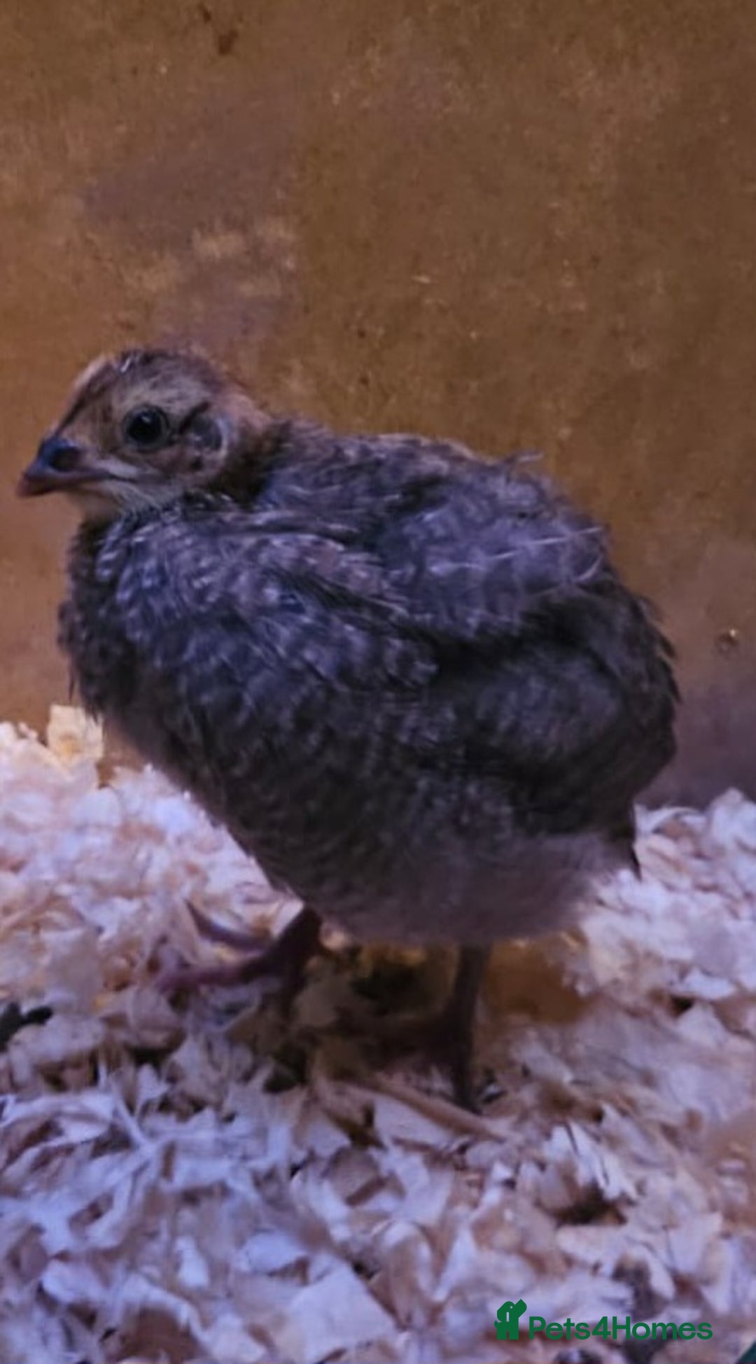 Quail poultry for sale: Beautiful coturnix quail chicks - Advert 11