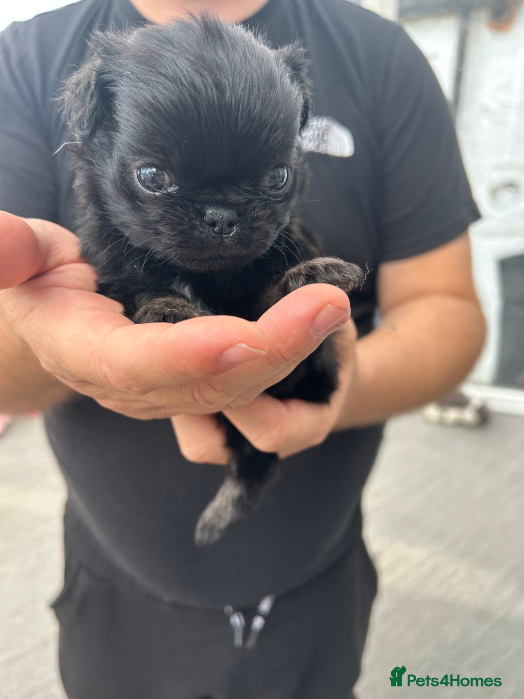 Pug dogs for sale: Fluffy Pug puppies  - Image 3