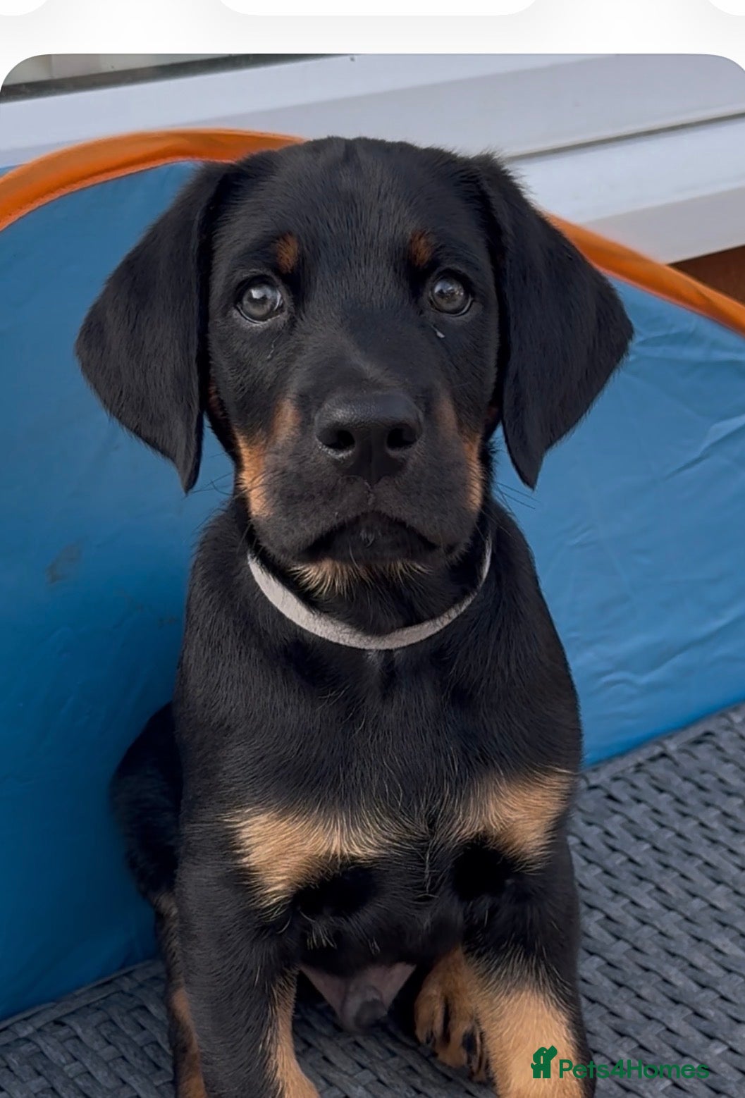 Mixed Breed dogs Doberman puppy 1 boy left - Advert 1