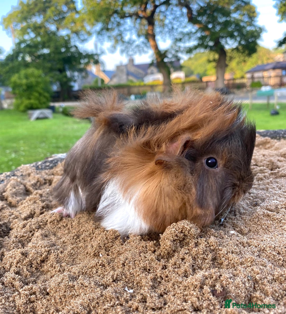 Guinea Pig rodents for sale: Long haired Guinea Pigs For Sale - Image 22