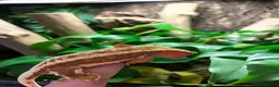 Gecko reptiles for sale: PET ONLY Red/brown Base Colour Lilly White - Advert 4