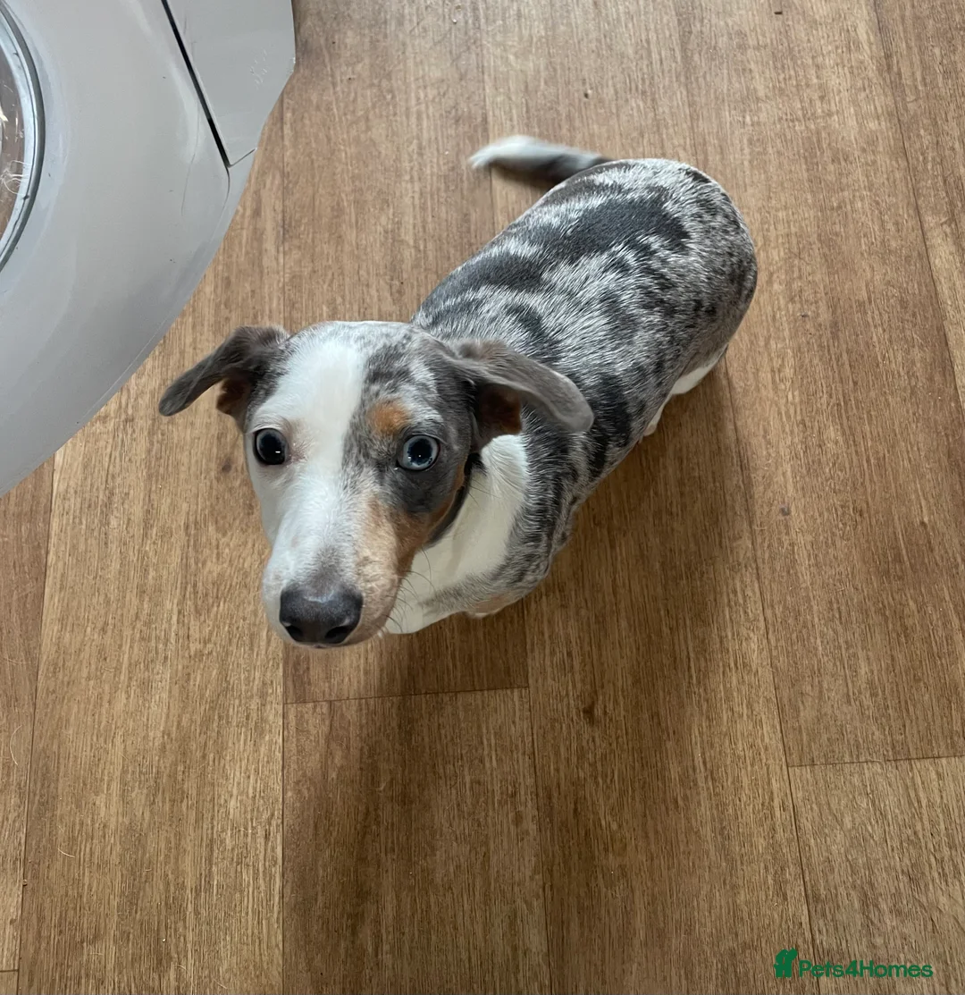 Miniature Dachshund dogs for sale: Miniature dachshund  in Carmarthen - Advert 2