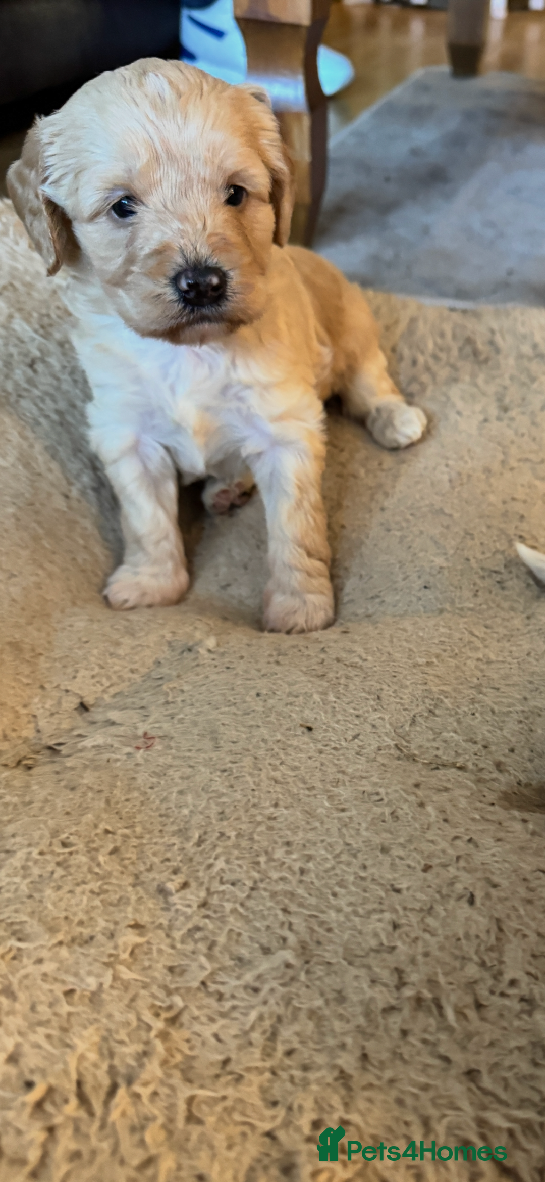 Cockapoo dogs for sale: F1 Cockerpoos - Advert 2