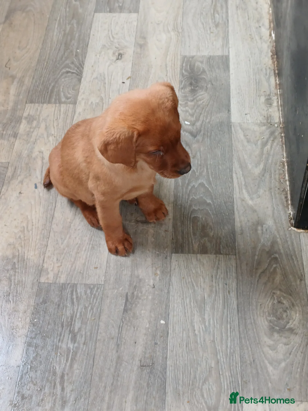 Labrador Retriever dogs for sale: LABRADOR PUPPIES - FOX RED - Advert 23