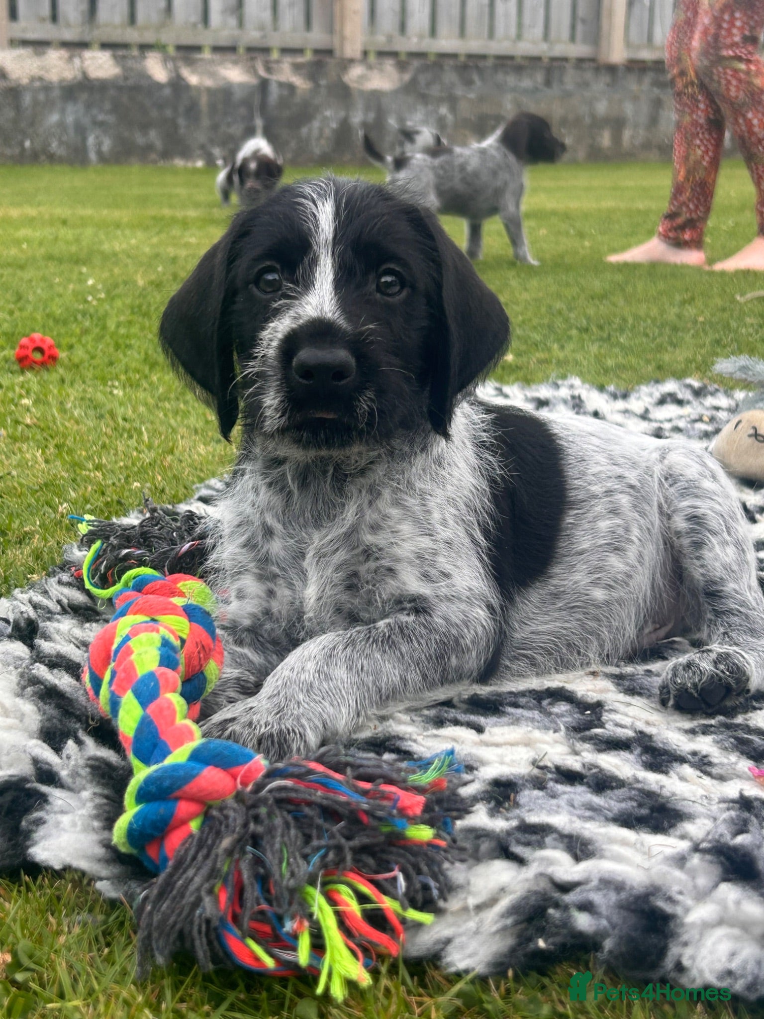 German Wirehaired Pointer dogs German Wirehaired Pointer Puppies - Advert 1