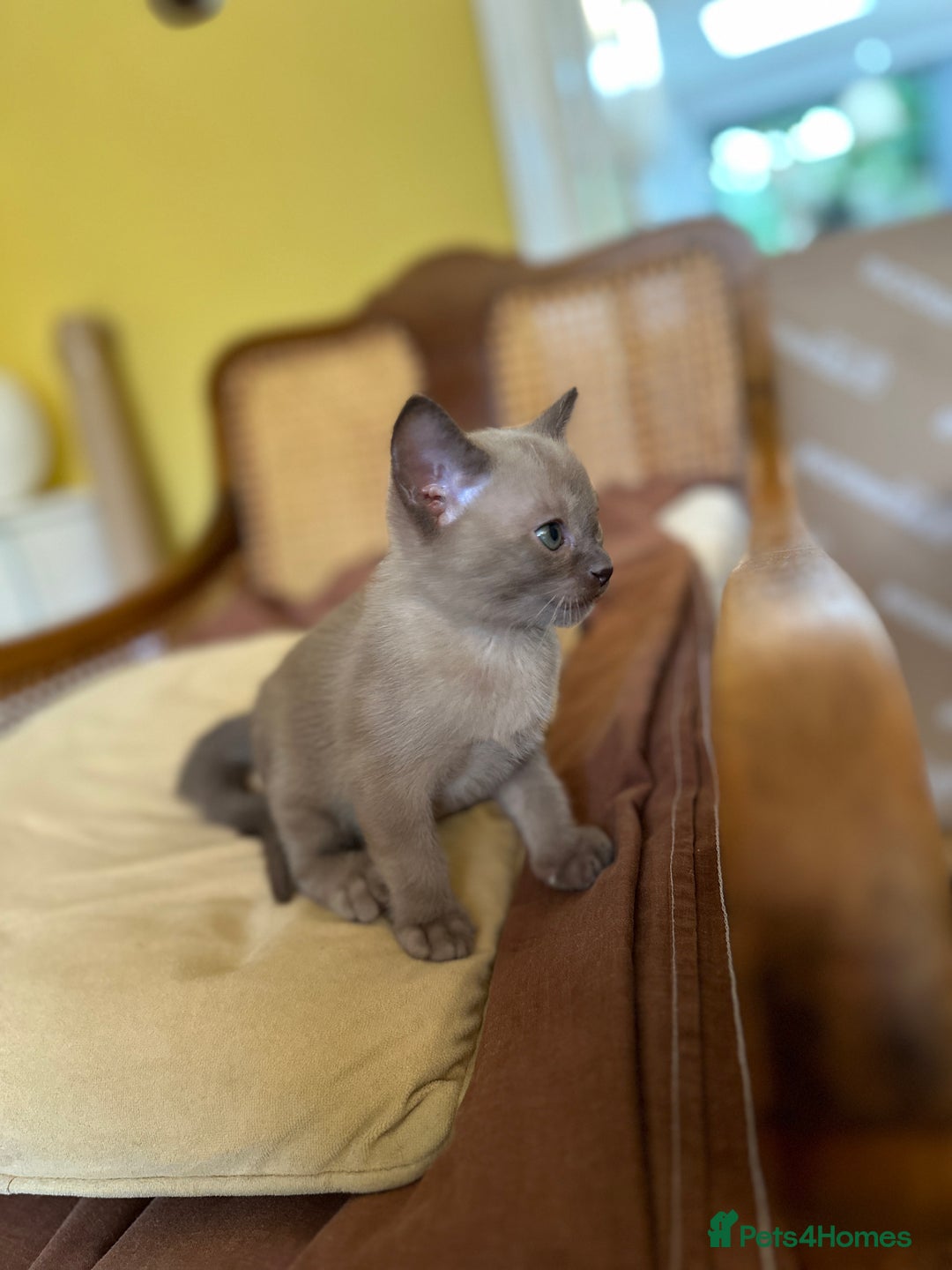 Burmese cats for sale: Happy Healthy GCCF Burmese Kittens in London - Image 3