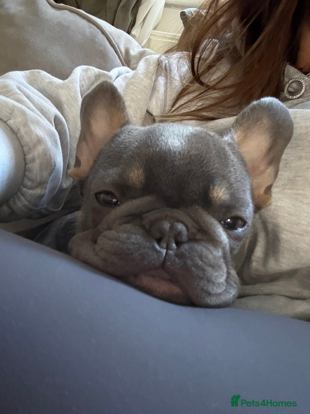 French Bulldog dogs for stud: 🐾 FRENCH BULLDOG STUD – MEET REGGIE! 🐾 - Advert 5