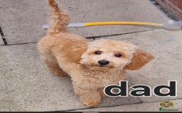 Poochon dogs for sale: Poochons - Image 12