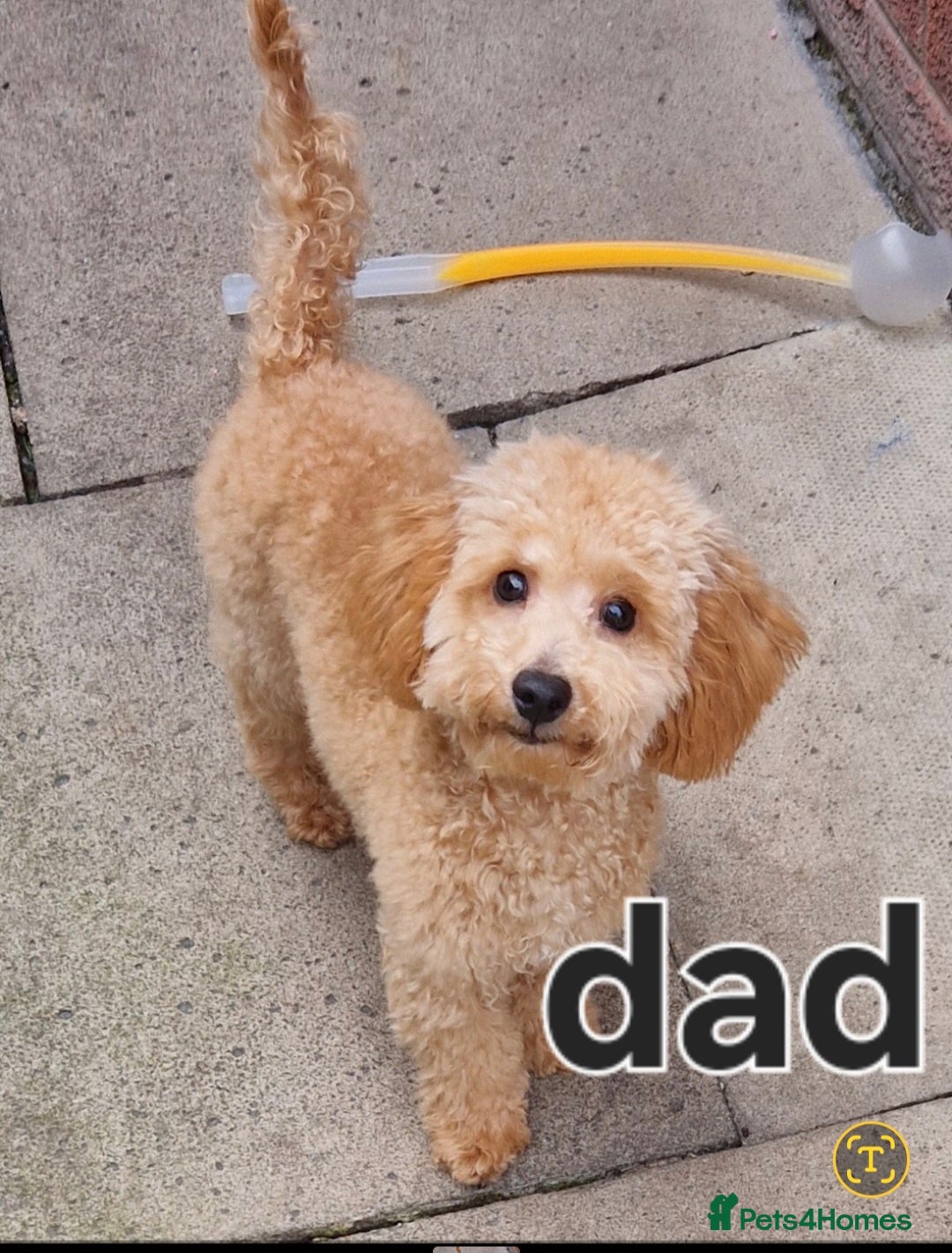 Poochon dogs for sale: Poochons - Image 12