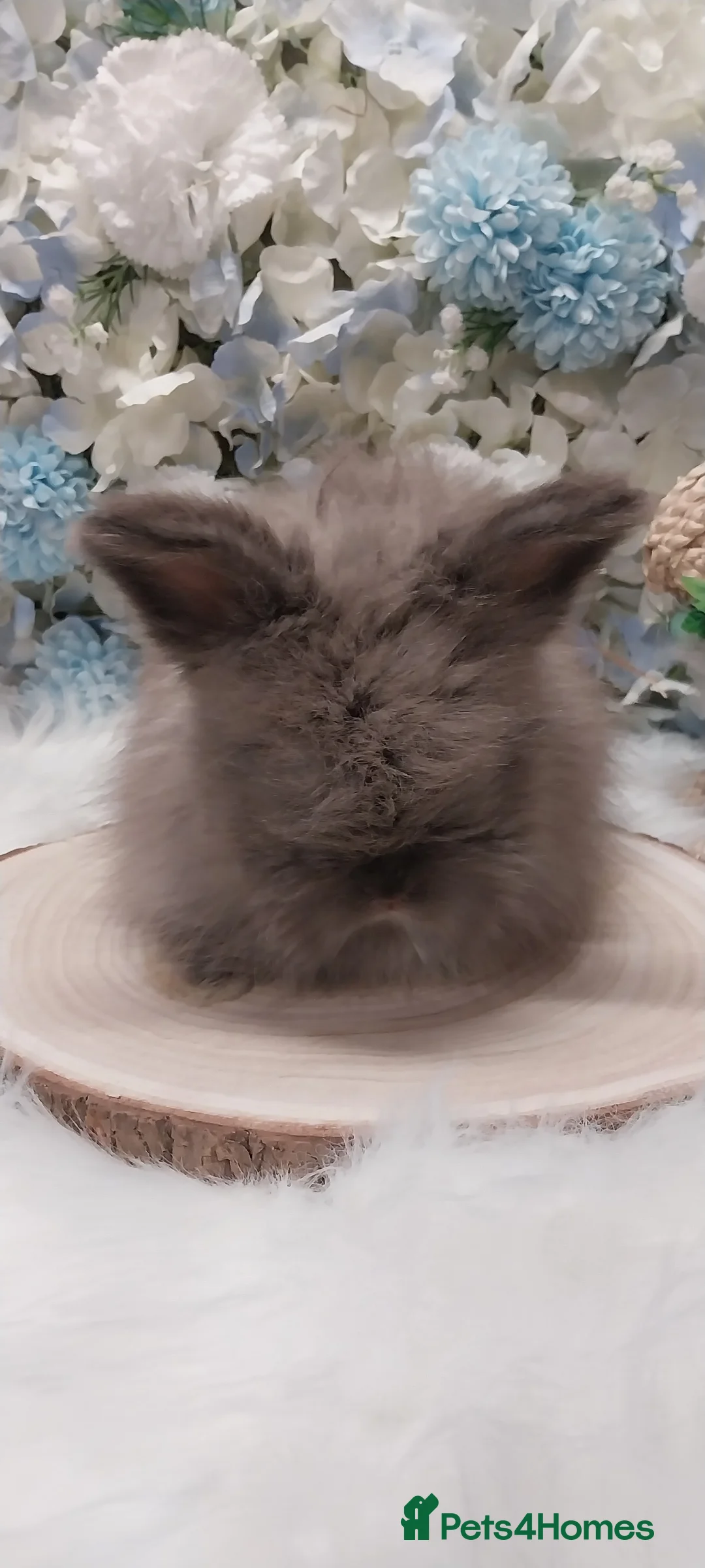 Angora rabbits for sale: 4 Beautiful Full faced Angoras Boys  - Advert 7