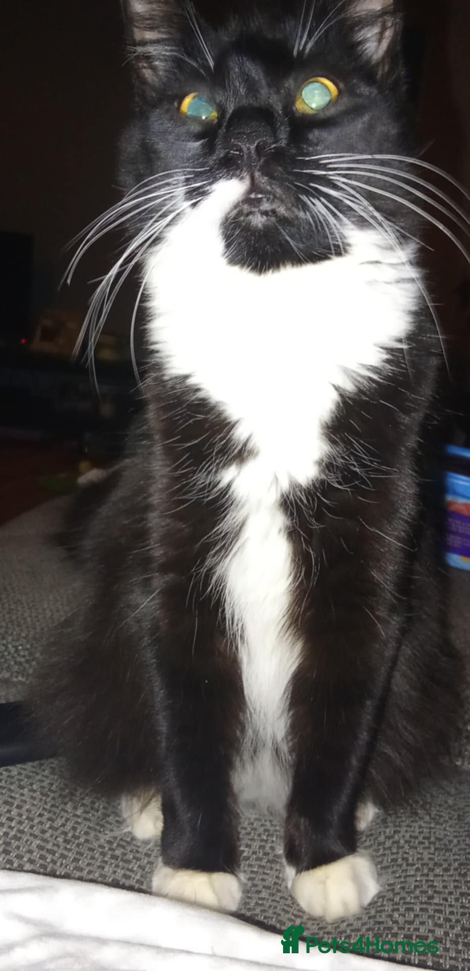 Mixed Breed cats 3 kittens all female I think! - Advert 3