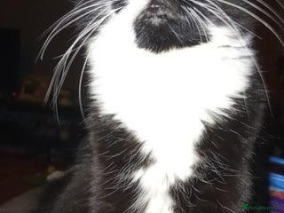 Mixed Breed cats 3 kittens all female I think! - Advert 1