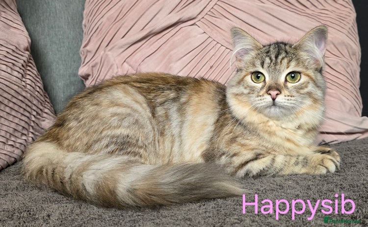Siberian cats - Advert 7