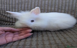 Lionhead rabbits for sale: Lionhead x Netherland dwarf - Image 9