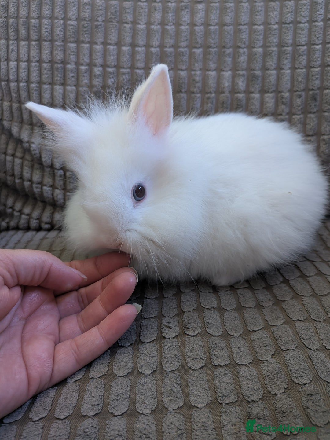 Lionhead rabbits for sale: Lionhead x Netherland dwarf - Image 9