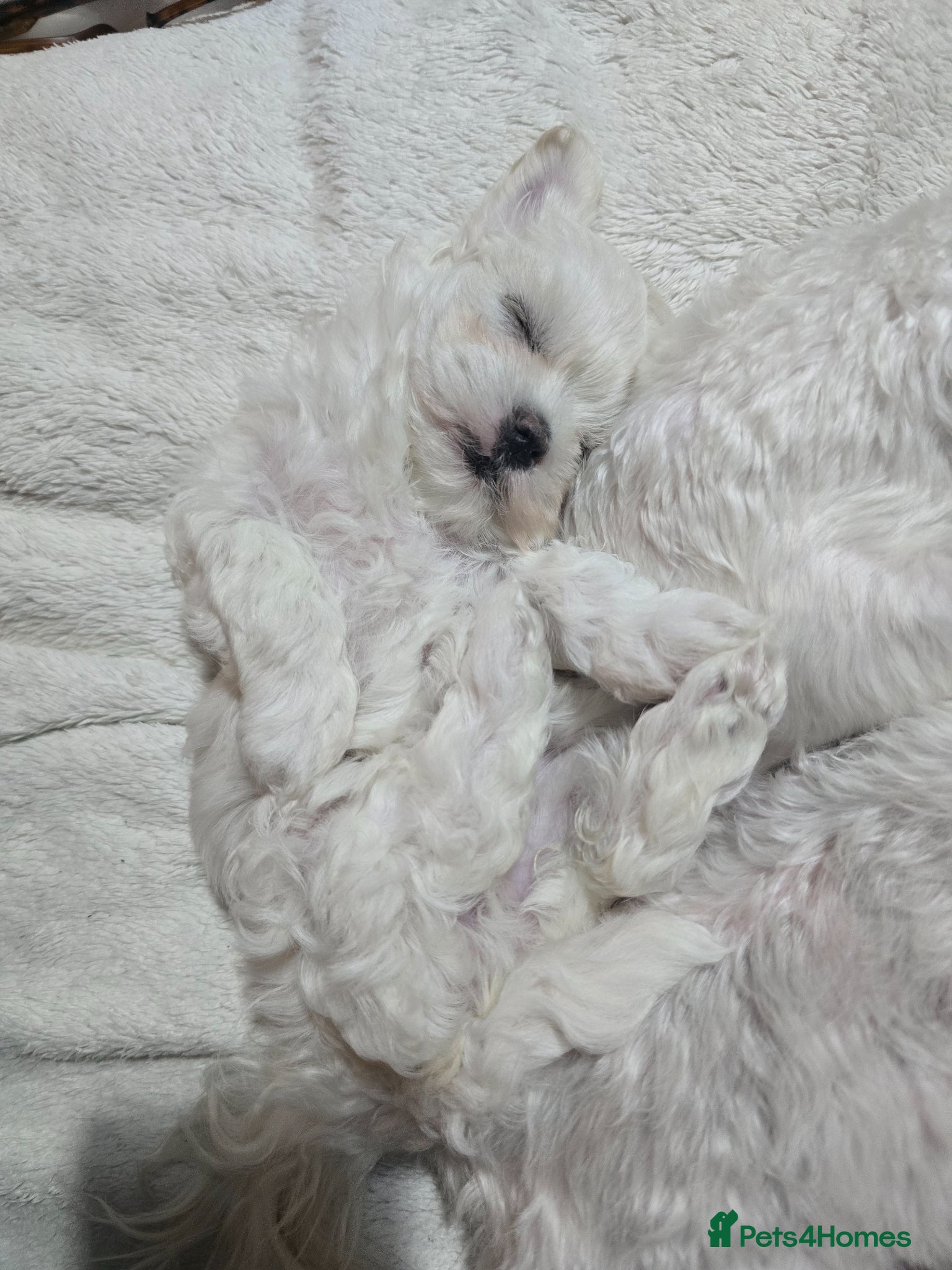 Maltese dogs Half Korean Maltese puppies - Advert 2