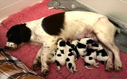 Sprocker dogs for sale: Adorable F1 Sprocker Spaniel Babies.  - Image 2