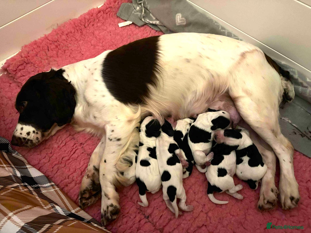 Sprocker dogs for sale: Adorable F1 Sprocker Spaniel Babies.  - Image 2