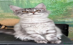 Maine Coon cats for sale: WE MAY SELL AS ACTIVE READY TO LEAVE  in Brighouse - Image 26