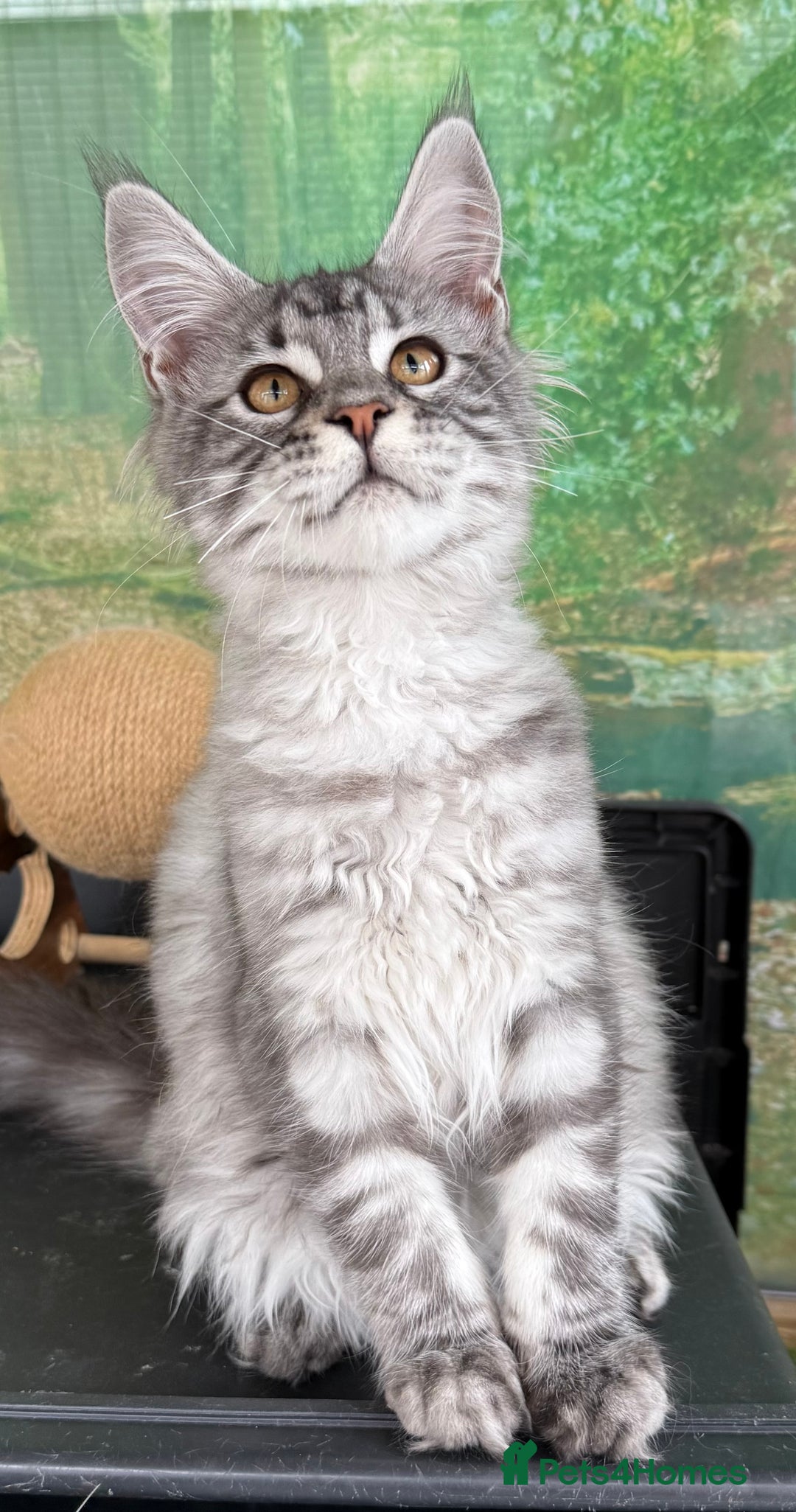Maine Coon cats for sale: WE MAY SELL AS ACTIVE READY TO LEAVE  in Brighouse - Image 26