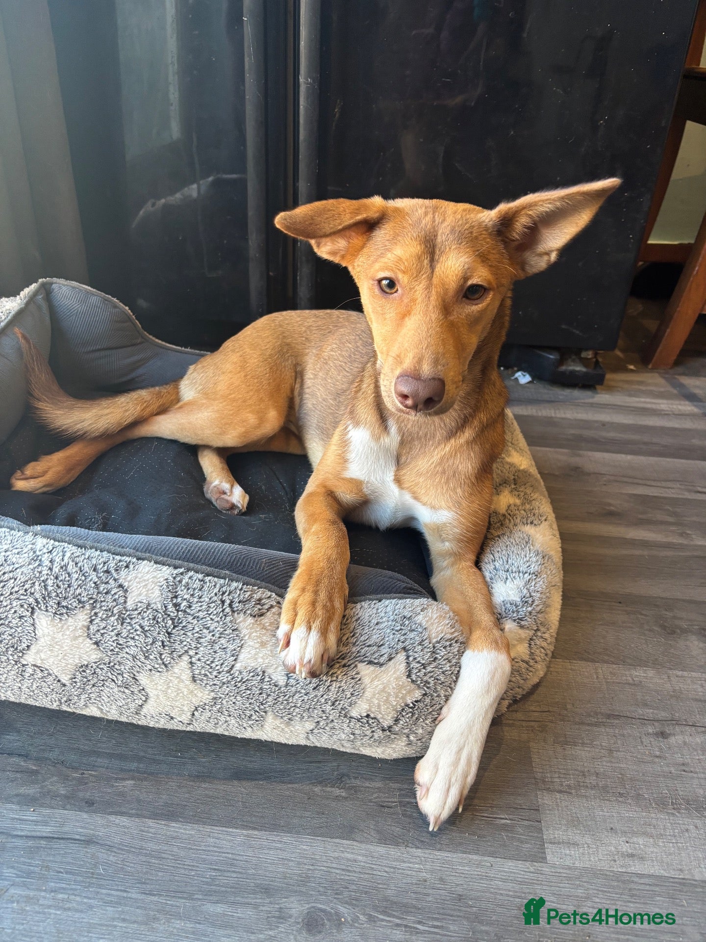 Mixed Breed dogs Mixed pharaoh hound  - Advert 1