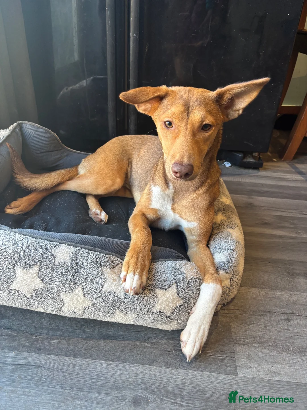 Mixed Breed dogs for sale: Mixed pharaoh hound  in Prescot - Advert 1