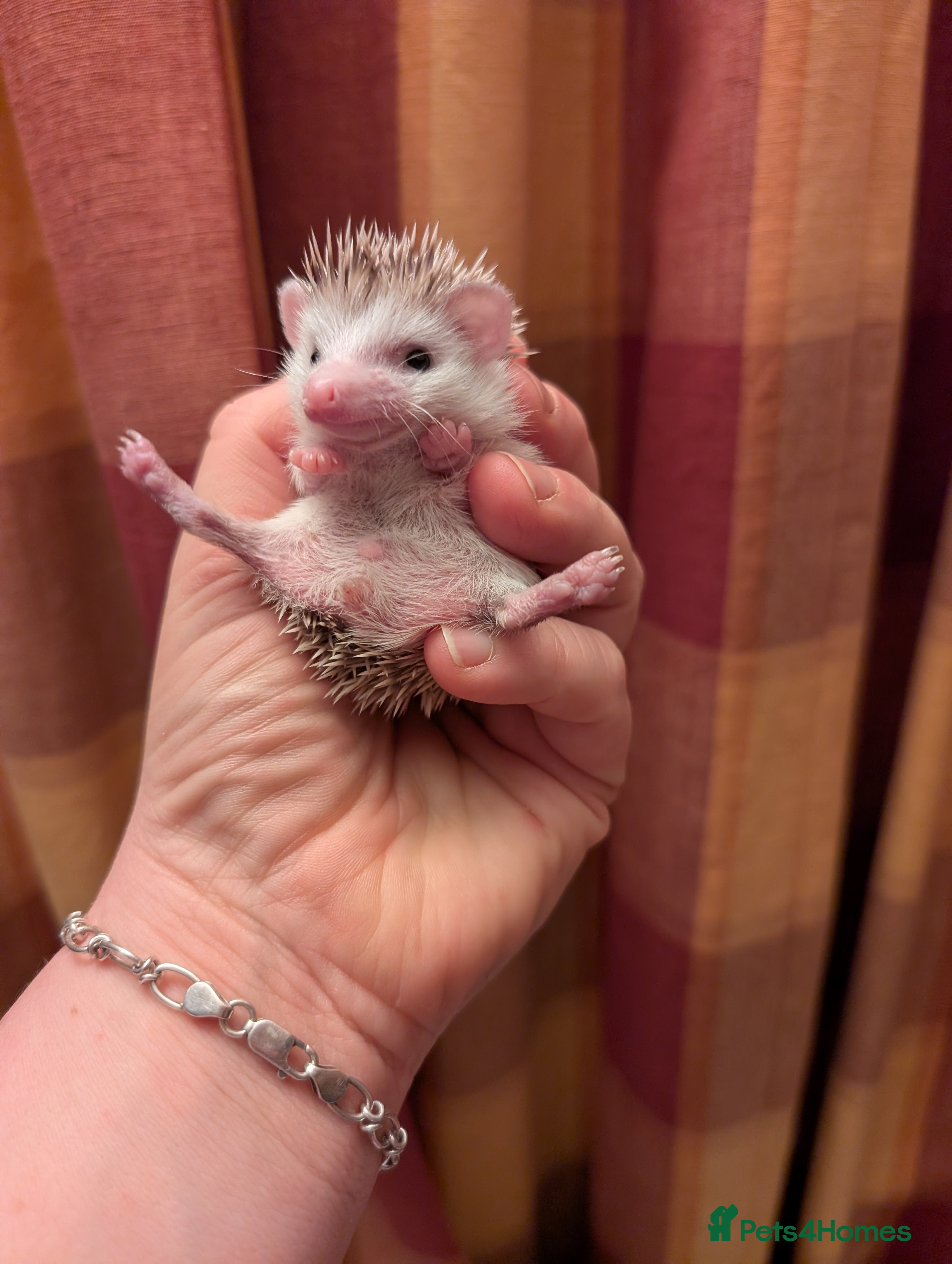 Pygmy Hedgehog rodents Happy babies  - Advert 13