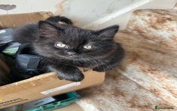 British Shorthair cats for sale: Stunning British short x Bengal  - Image 13