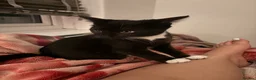 British Shorthair cats for sale: cute tuxedo kitten in Dagenham - Advert 5