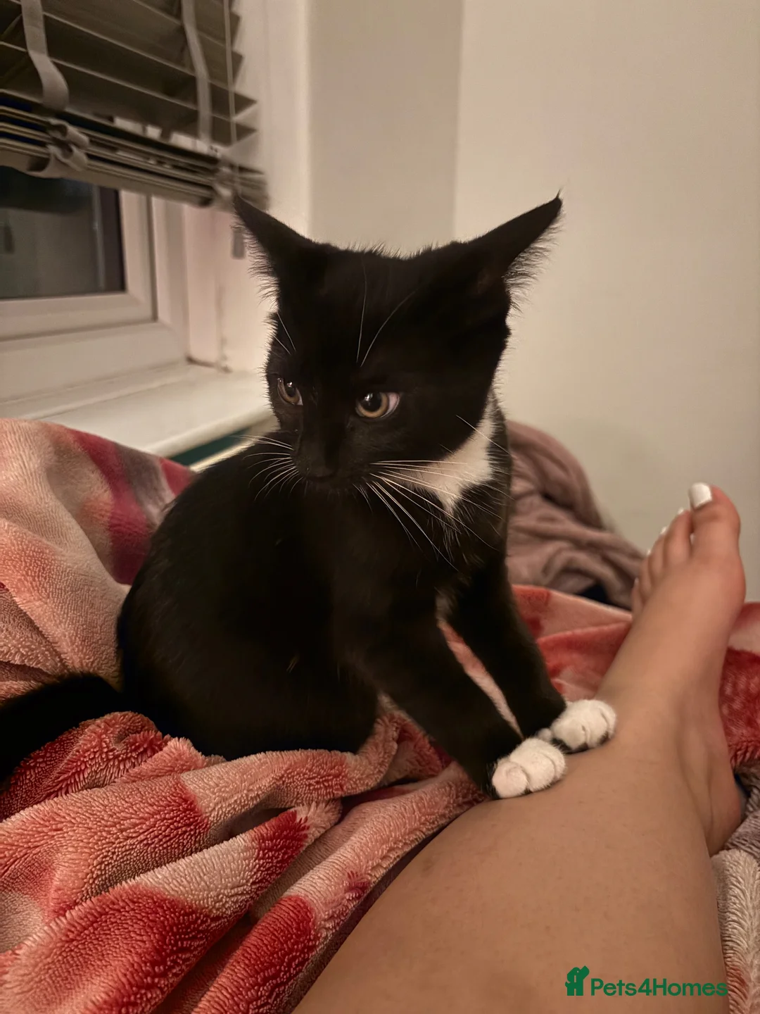 British Shorthair cats for sale: cute tuxedo kitten in Dagenham - Advert 5