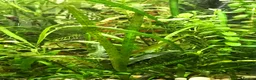 Corys fish for sale: Live aquarium plants*CHEMICAL FREE* - Advert 5