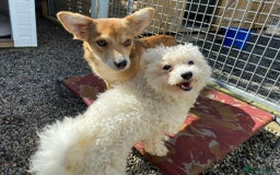 Mixed Breed dogs for adoption: Max - In Ayr Looking for a home  - Image 10