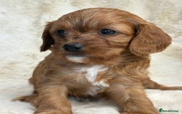 Cavapoo dogs for sale: Stunning health tested Cavapoo puppies - Image 17