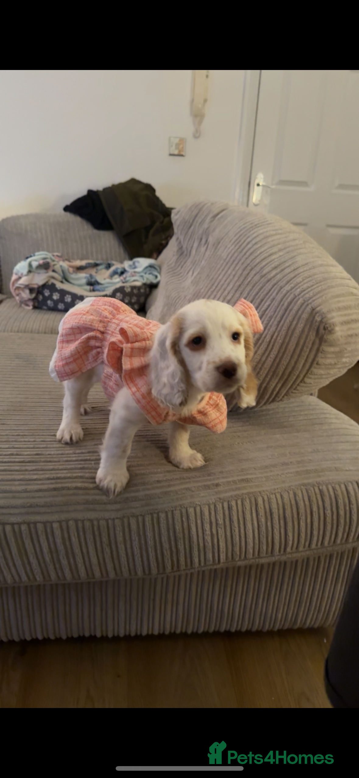 Cocker Spaniel dogs white cocker spaniel girl - Advert 1