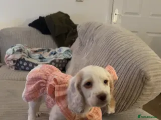 Cocker Spaniel dogs white cocker spaniel girl - Advert 1