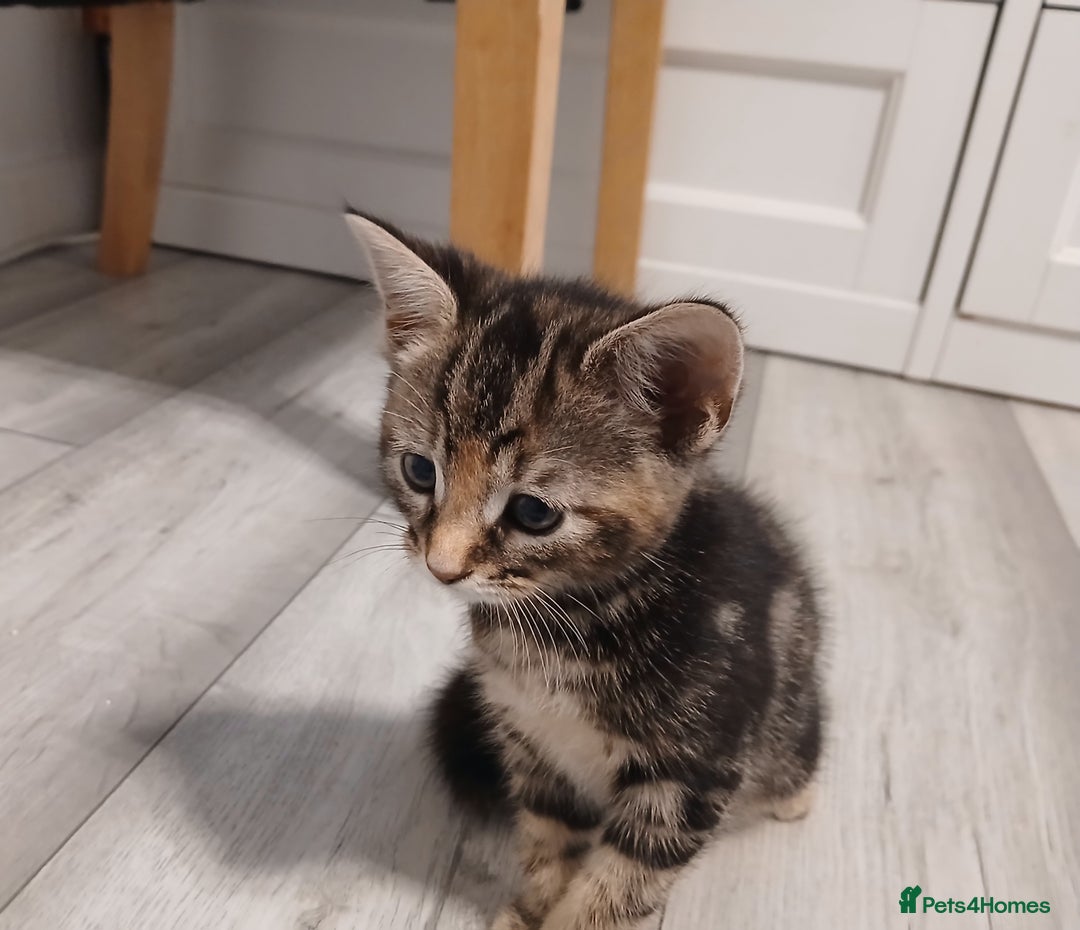 Mixed Breed cats for sale: 5 Kittens for a good home! - Image 5